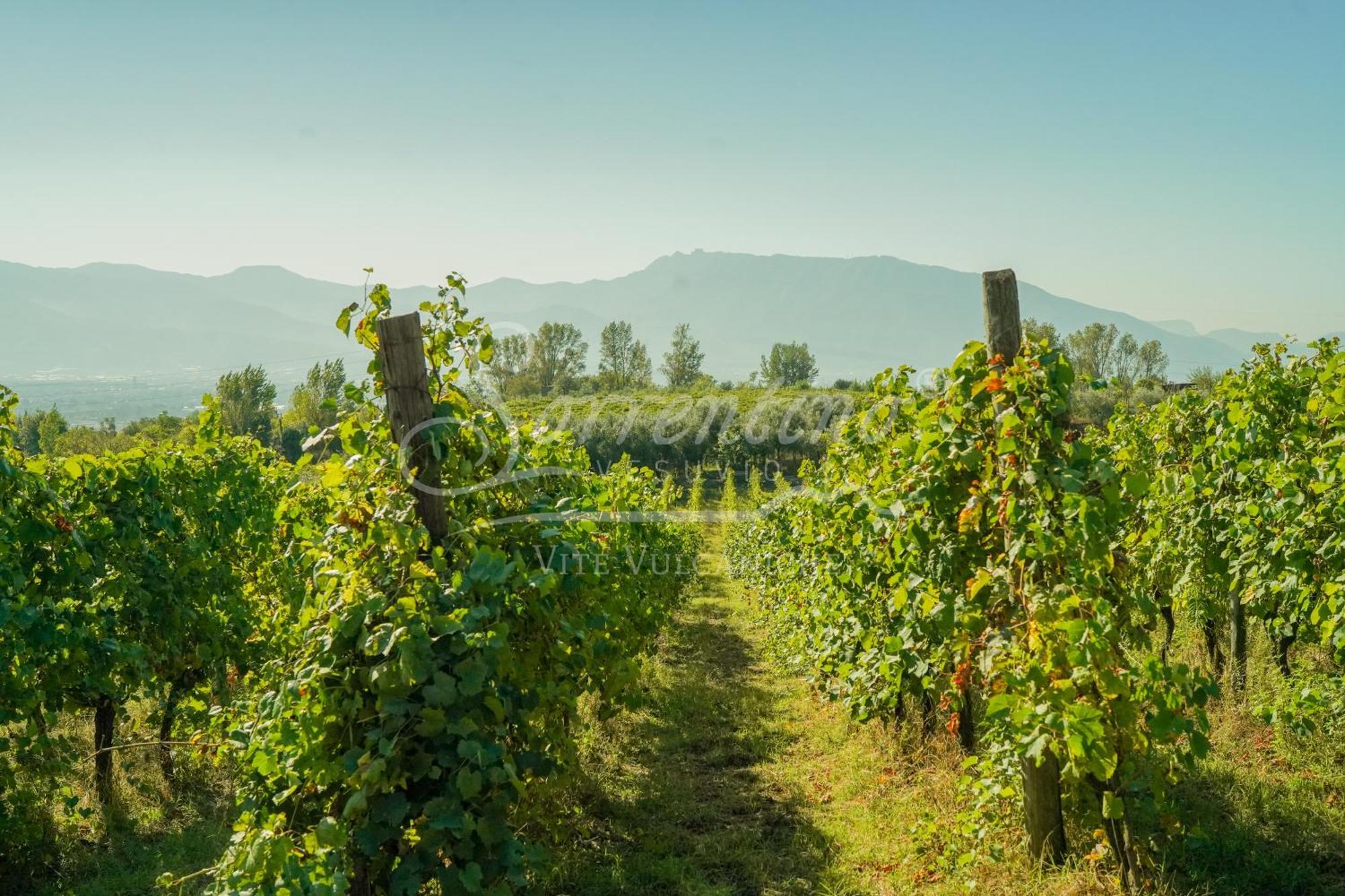 Vesuvio Inn Bed & Wine Experience Boscotrecase エクステリア 写真